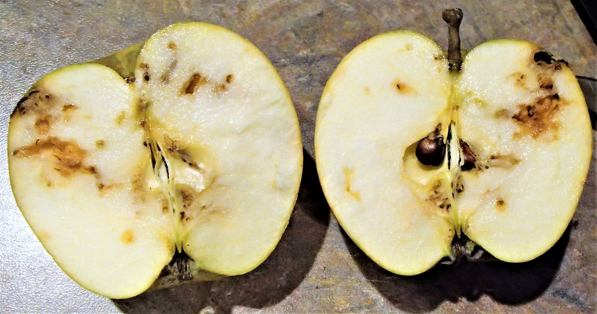Apple Maggot Damage